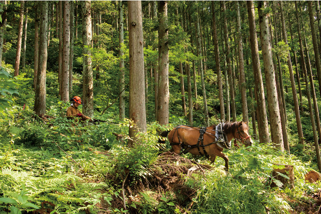 Horse carrying ... Traditional way to carry logs by horse