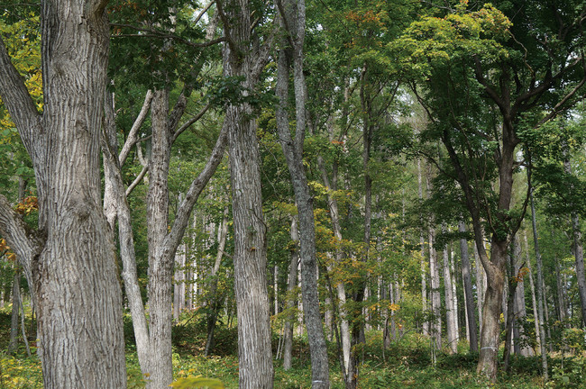 Hokkaido Nara Forest Used for AKI