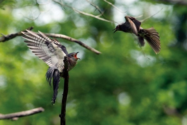 ダイナミックな鳥の様子をとらえたみごとなカメラワーク。