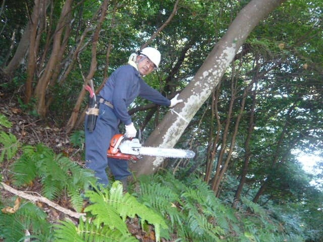 日本油桐伐採