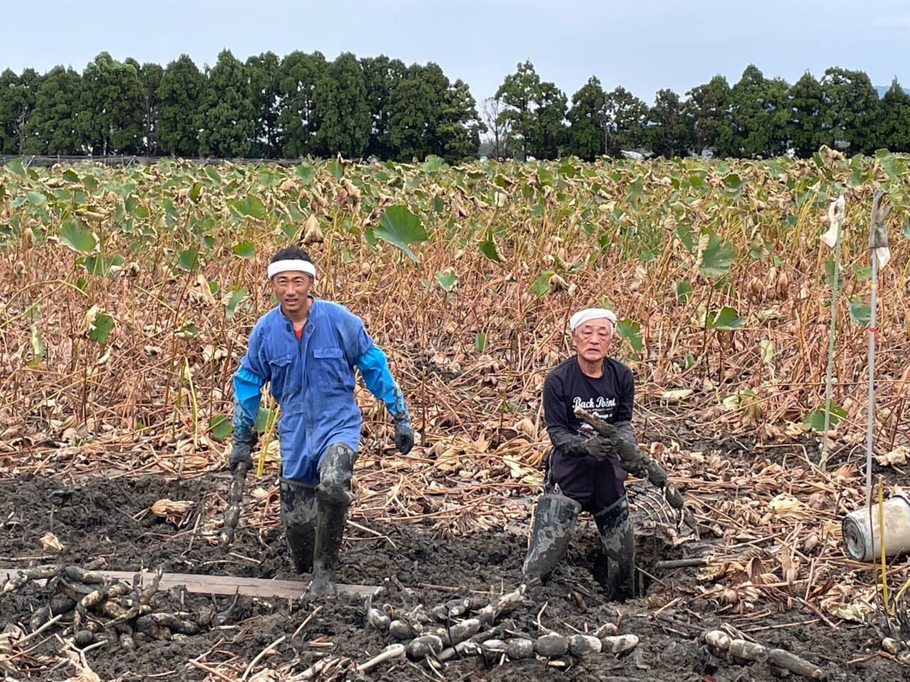 JA金沢市 加賀れんこん部会 副部会長 横井辰則さん、横井 禮一さん