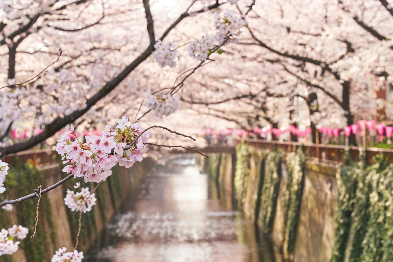 目黒川の桜