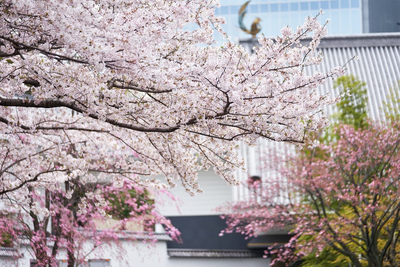 ホテル正面玄関の桜