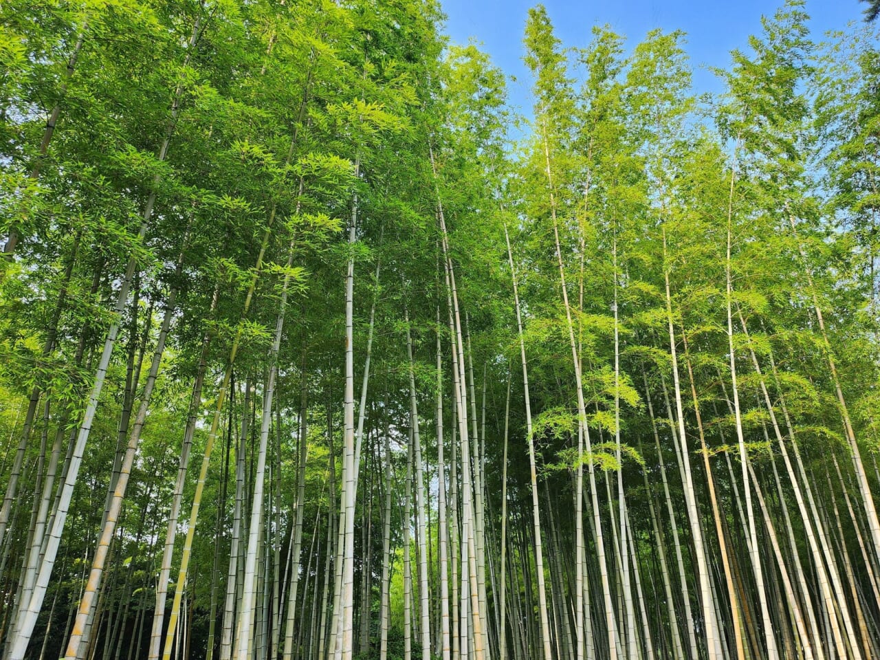 「別府公園」の竹林